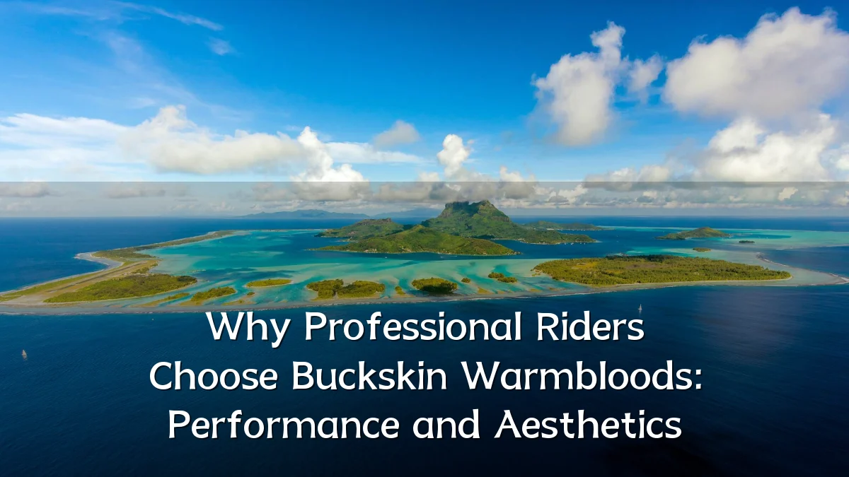 Why Professional Riders Choose Buckskin Warmbloods: Performance and Aesthetics