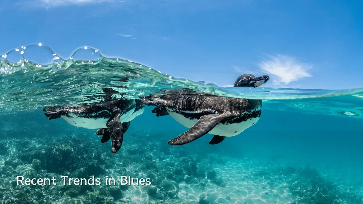 Recent Trends in Blues