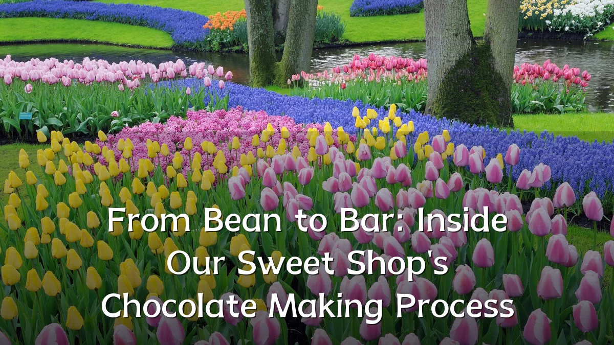 From Bean to Bar: Inside Our Sweet Shop's Chocolate Making Process