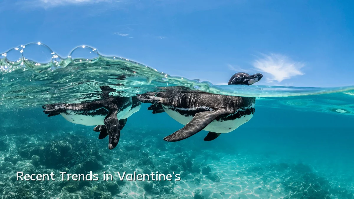 Recent Trends in Valentine's