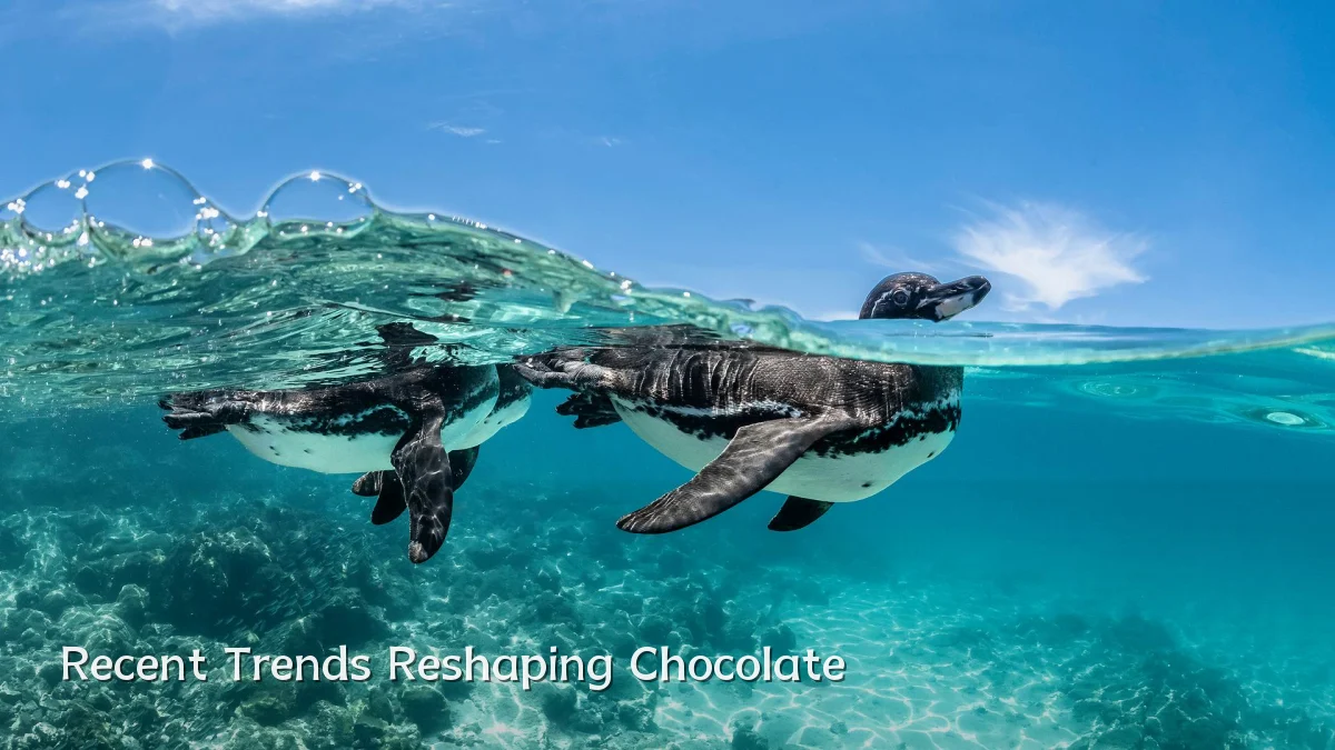 Recent Trends Reshaping Chocolate